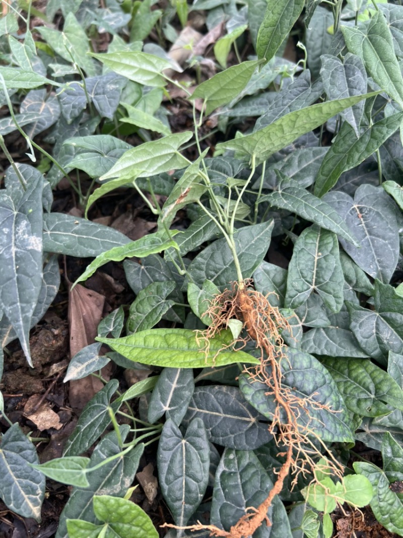 金果榄种苗出售（地苦胆苗出售）基地直发欢迎订购