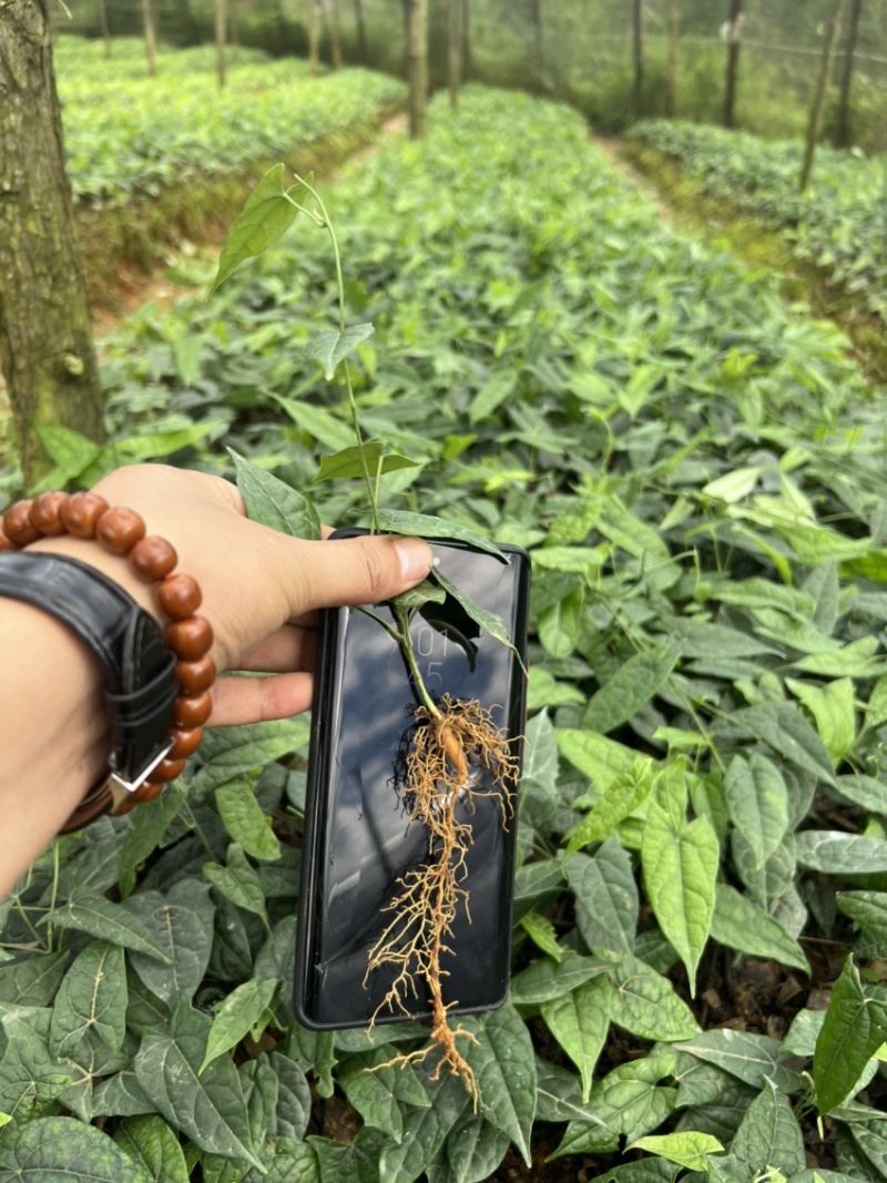 金果榄种苗出售（地苦胆苗出售）基地直发欢迎订购