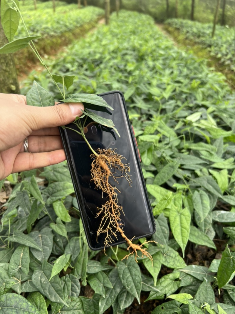 金果榄种苗出售（地苦胆苗出售）基地直发欢迎订购