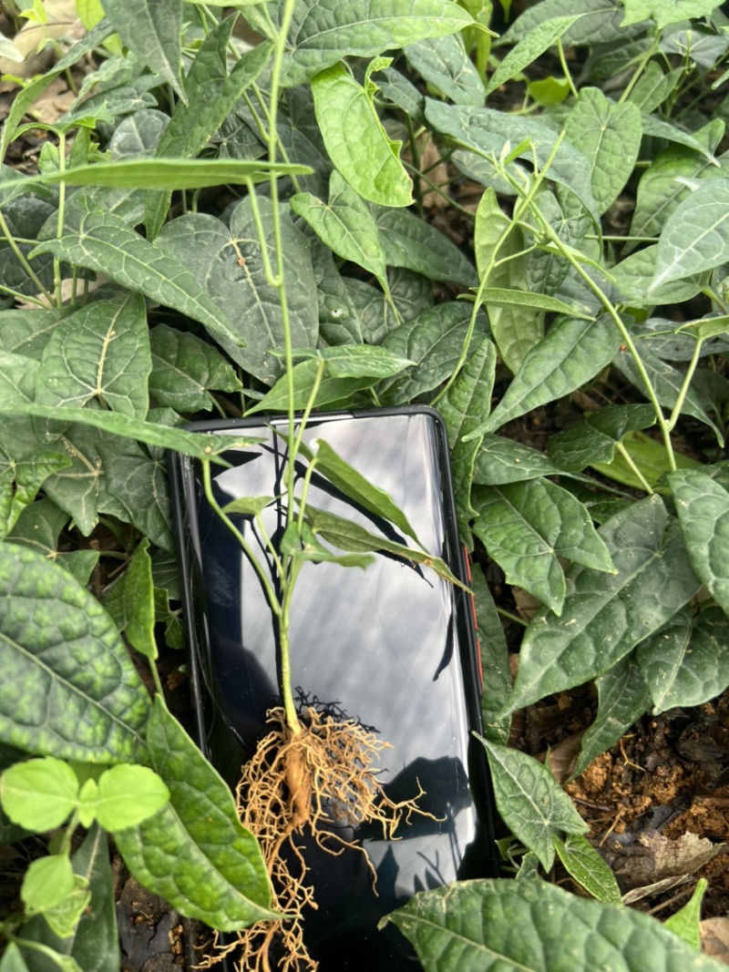 金果榄种苗出售（地苦胆苗出售）基地直发欢迎订购