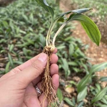 优质云南红花癫黄精苗子节节高苗子基地直供现挖现发
