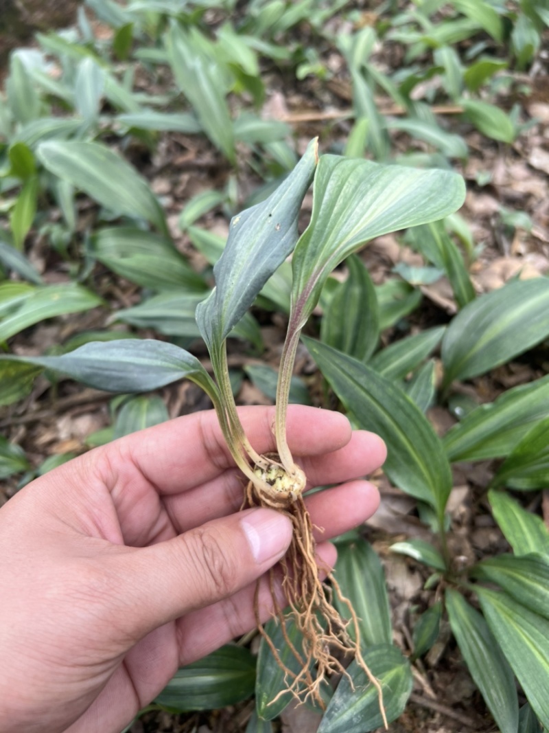 优质云南红花癫黄精苗子节节高苗子基地直供现挖现发