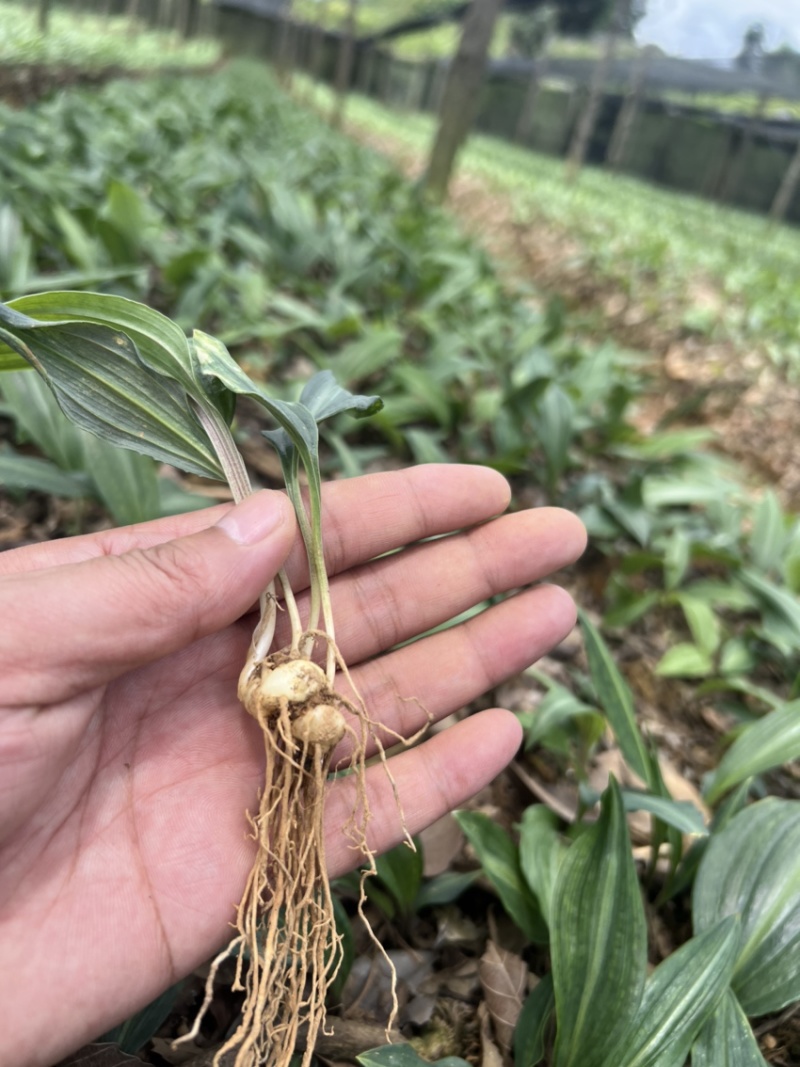 优质云南红花癫黄精苗子节节高苗子基地直供现挖现发