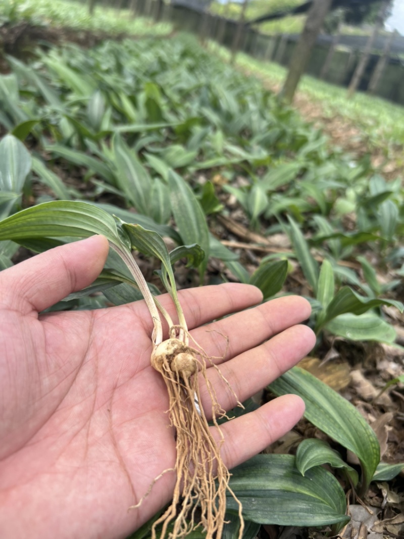 优质云南红花癫黄精苗子节节高苗子基地直供现挖现发