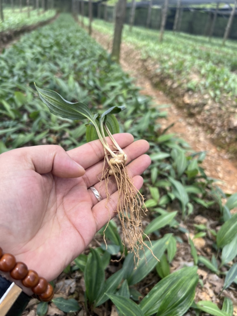 优质云南红花癫黄精苗子节节高苗子基地直供现挖现发