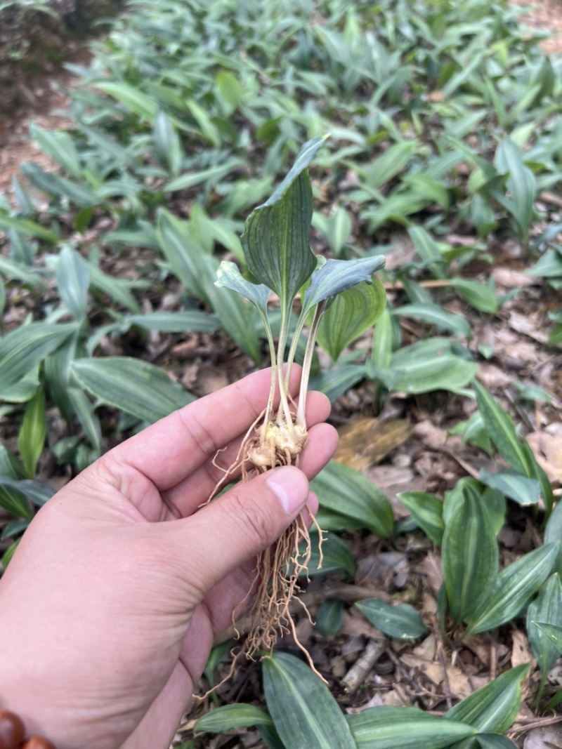优质云南红花癫黄精苗子节节高苗子基地直供现挖现发