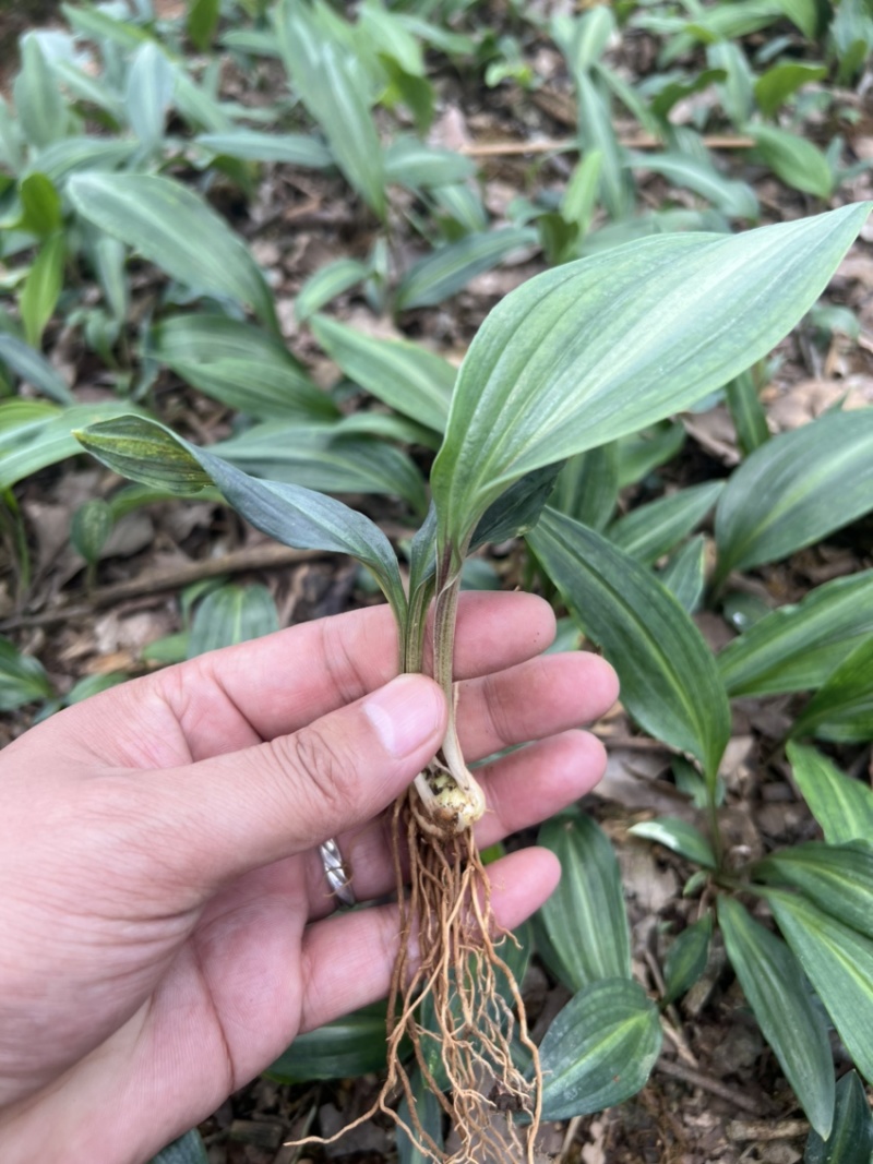 优质云南红花癫黄精苗子节节高苗子基地直供现挖现发