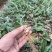 优质云南红花癫黄精苗子节节高苗子基地直供现挖现发