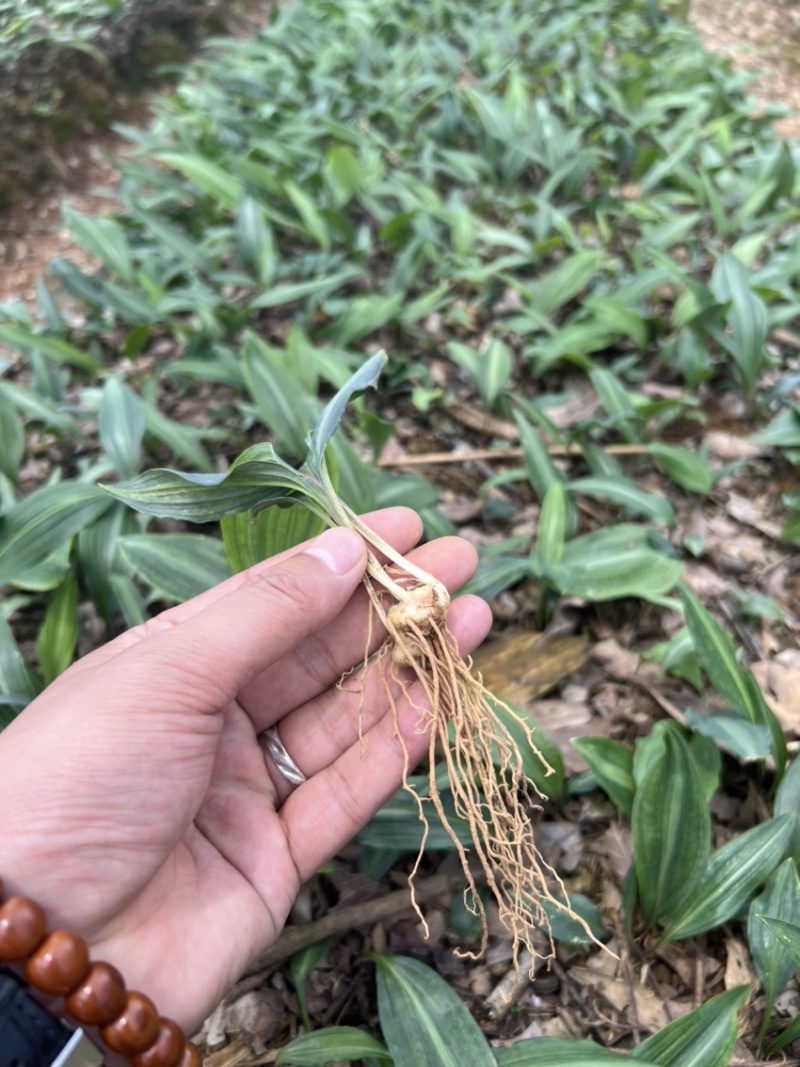 优质云南红花癫黄精苗子节节高苗子基地直供现挖现发