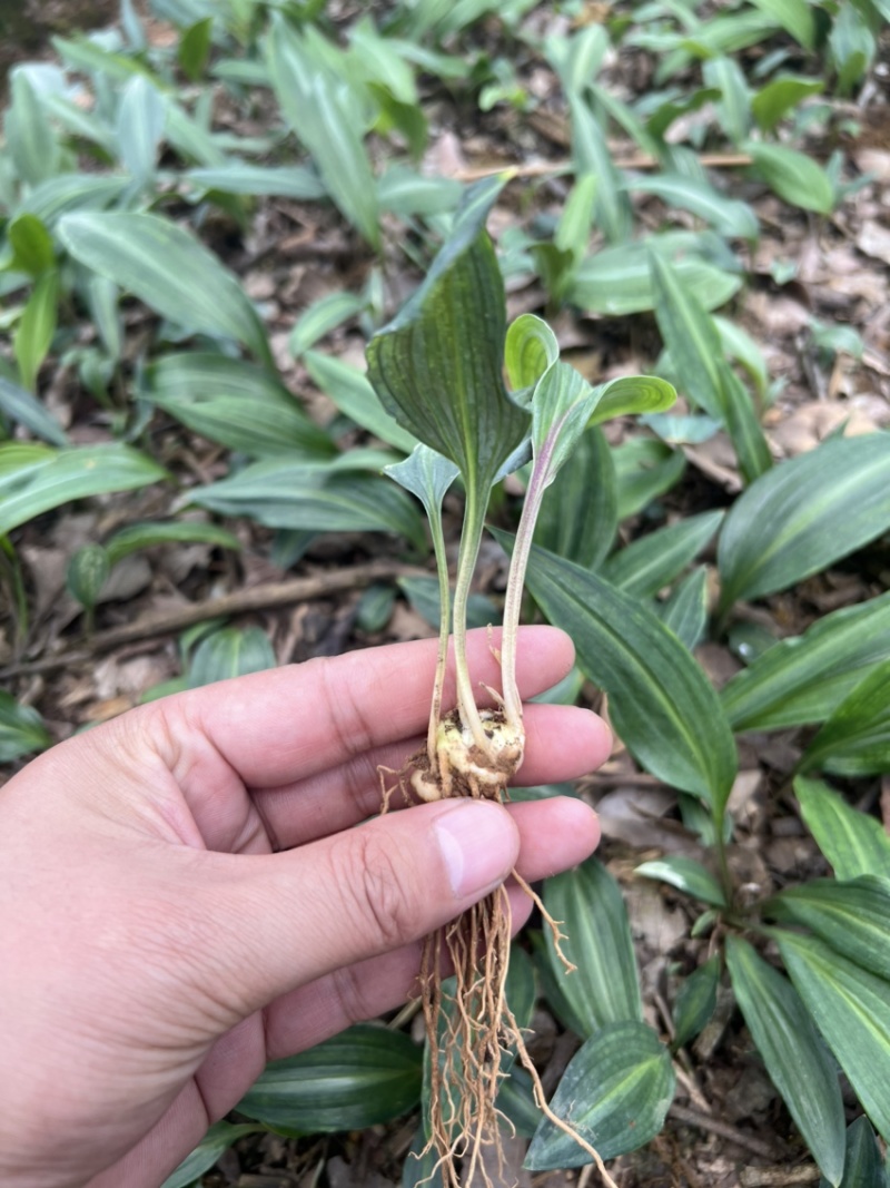 优质云南红花癫黄精苗子节节高苗子基地直供现挖现发