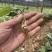 优质云南红花癫黄精苗子节节高苗子基地直供现挖现发