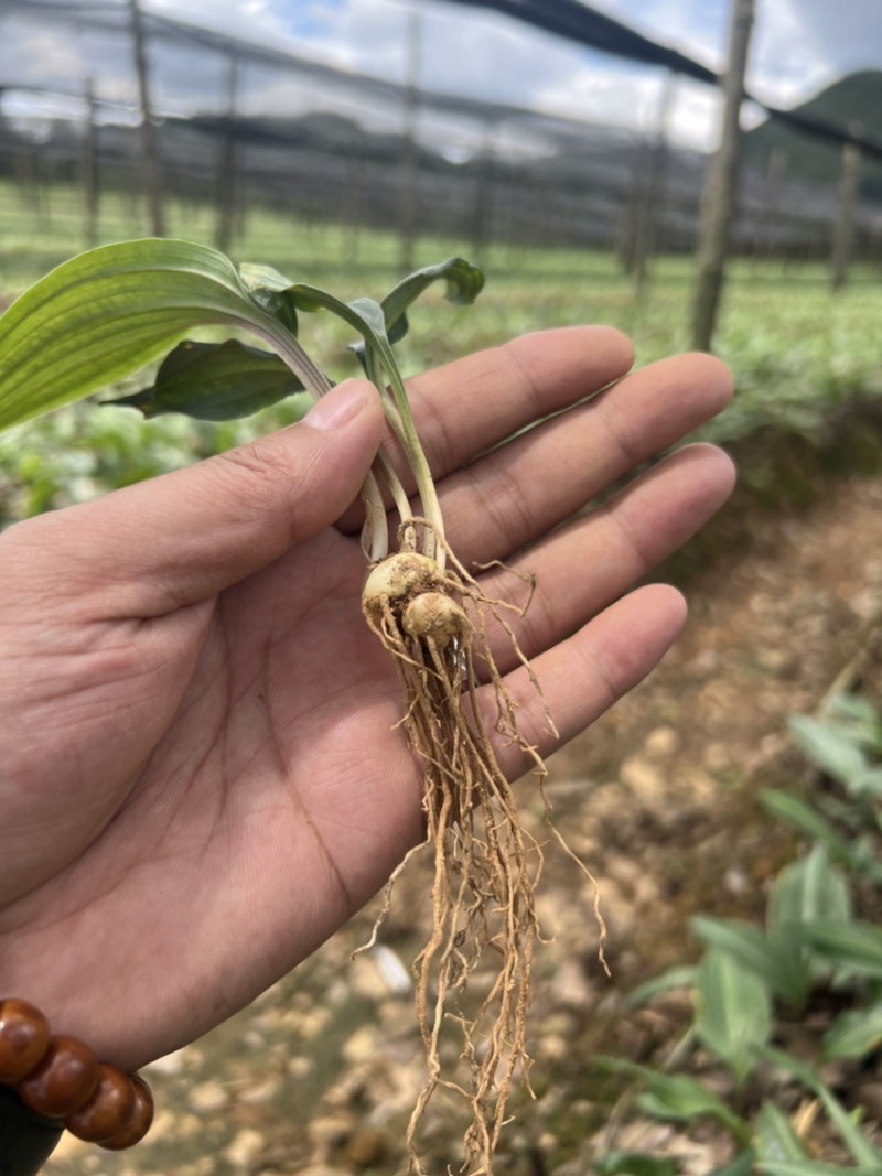 优质云南红花癫黄精苗子节节高苗子基地直供现挖现发