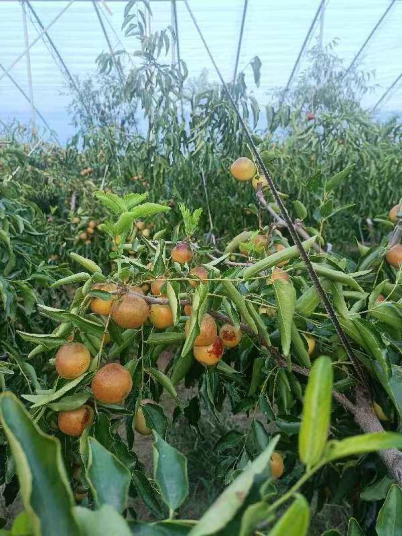 大荔冬枣，产地直销，代发全国各地，保质保量