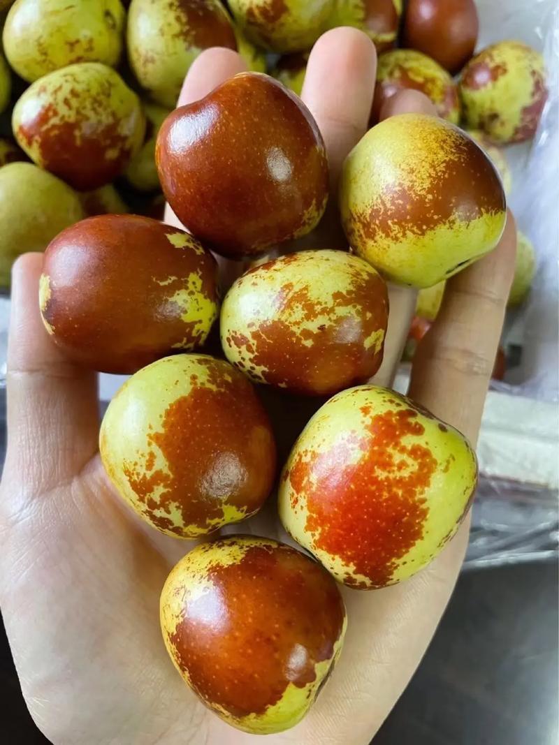 大荔冬枣，产地直销，代发全国各地，保质保量