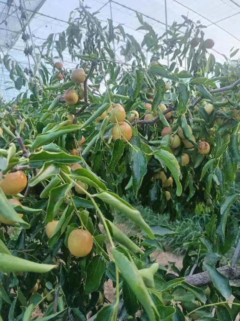 大荔冬枣，产地直销，代发全国各地，保质保量