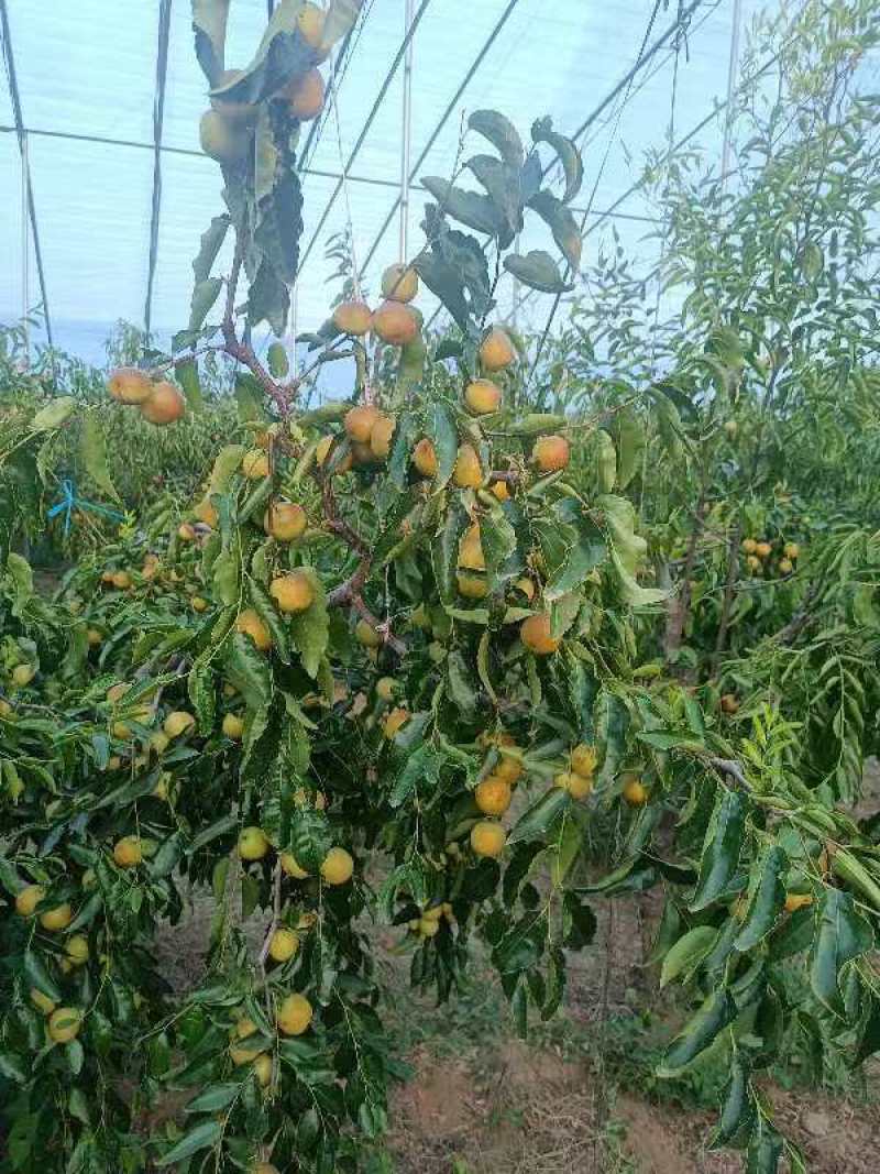 大荔冬枣，产地直销，代发全国各地，保质保量