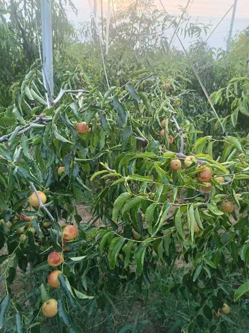 大荔冬枣，产地直销，代发全国各地，保质保量
