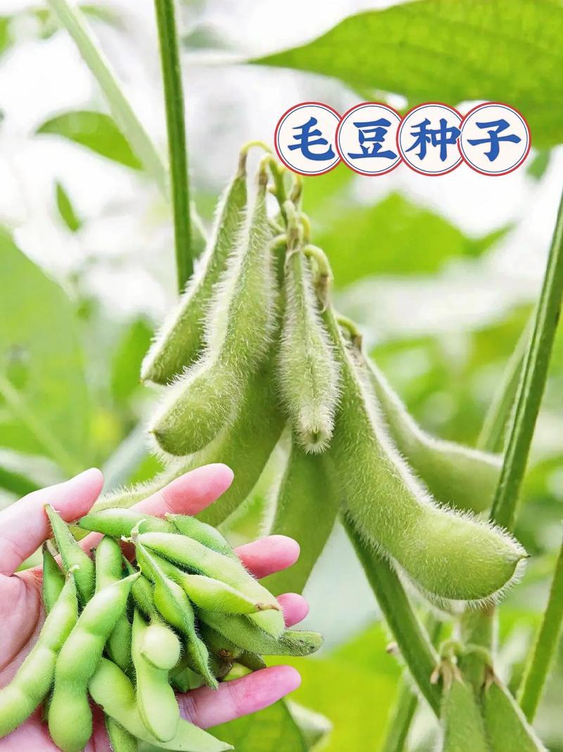 腾飞大荚绿宝石香酥一号毛豆种子高产抗性好品质优毛豆种籽