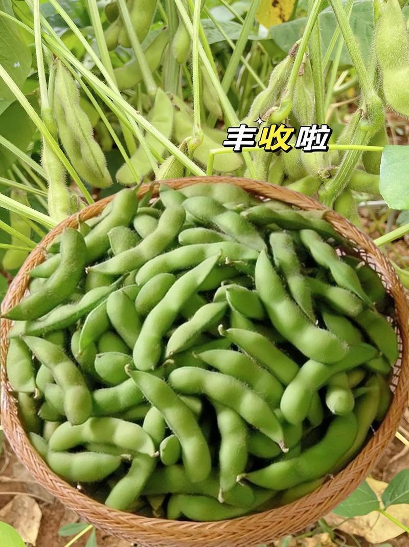 腾飞大荚绿宝石香酥一号毛豆种子高产抗性好品质优毛豆种籽
