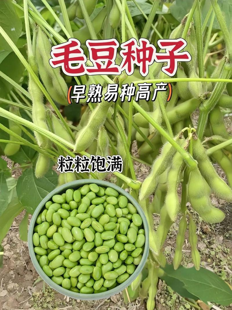 腾飞大荚绿宝石香酥一号毛豆种子高产抗性好品质优毛豆种籽