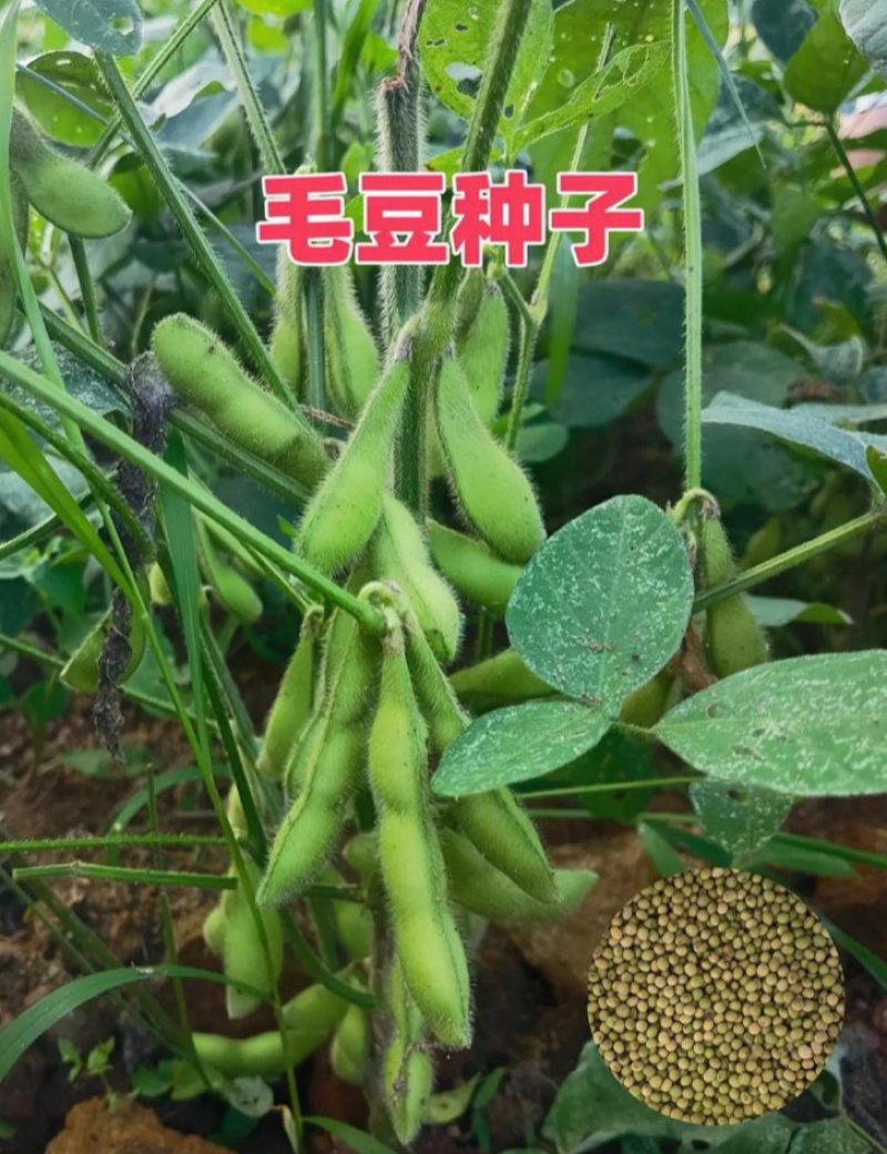 腾飞大荚绿宝石香酥一号毛豆种子高产抗性好品质优毛豆种籽