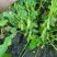 腾飞大荚绿宝石香酥一号毛豆种子高产抗性好品质优毛豆种籽
