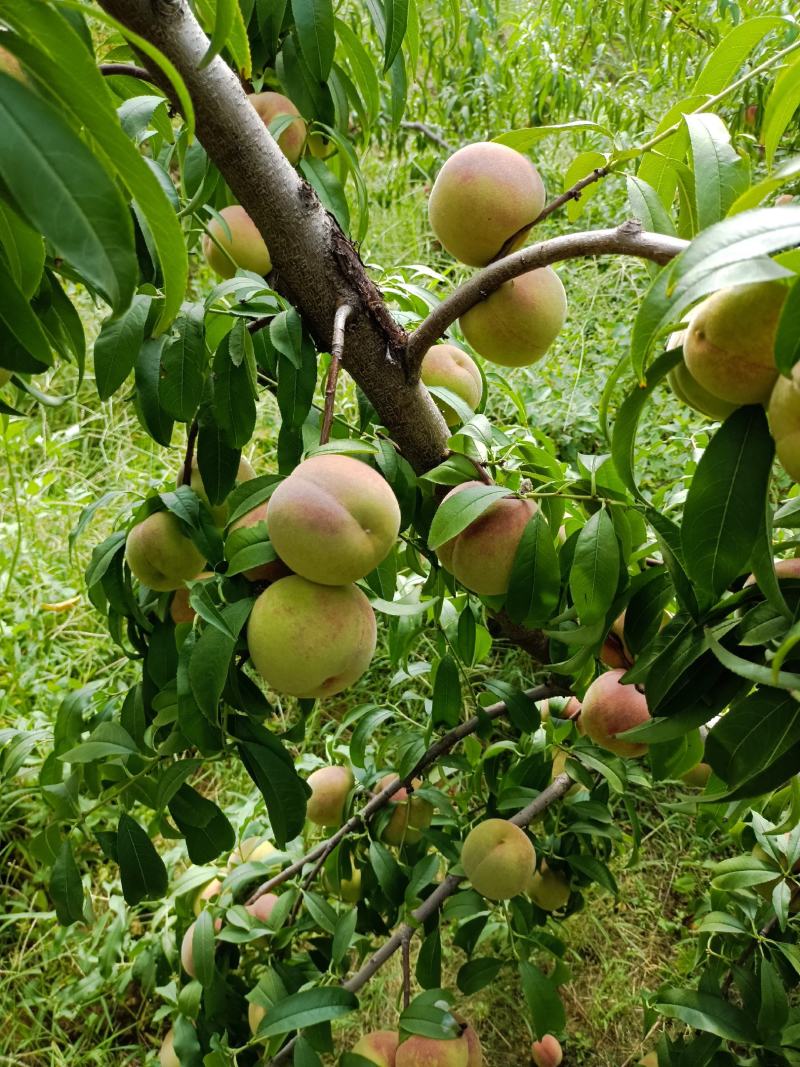 青州蜜，二老板，国庆红，小红桃，香冬桃，月圆脆红