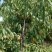 青州蜜，二老板，国庆红，小红桃，香冬桃，月圆脆红