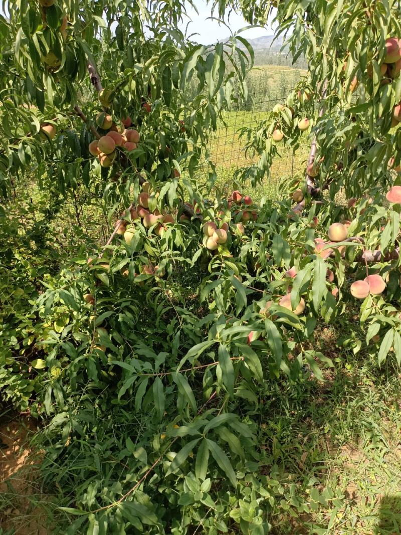 青州蜜，二老板，国庆红，小红桃，香冬桃，月圆脆红