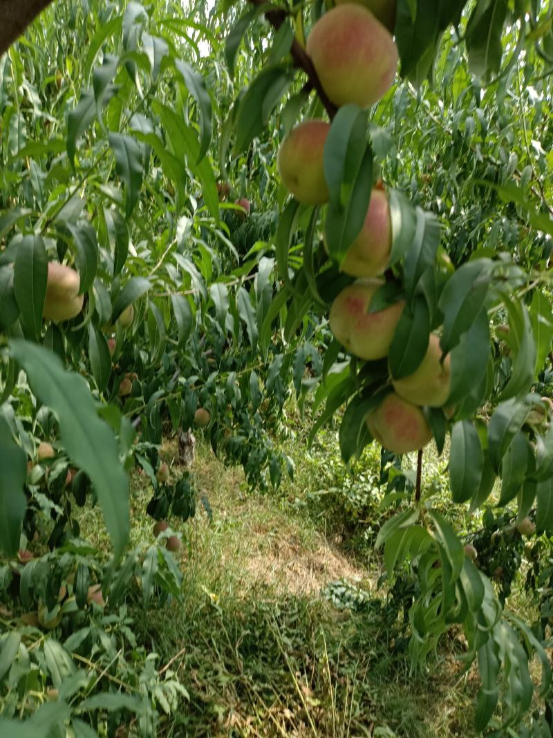 青州蜜，二老板，国庆红，小红桃，香冬桃，月圆脆红