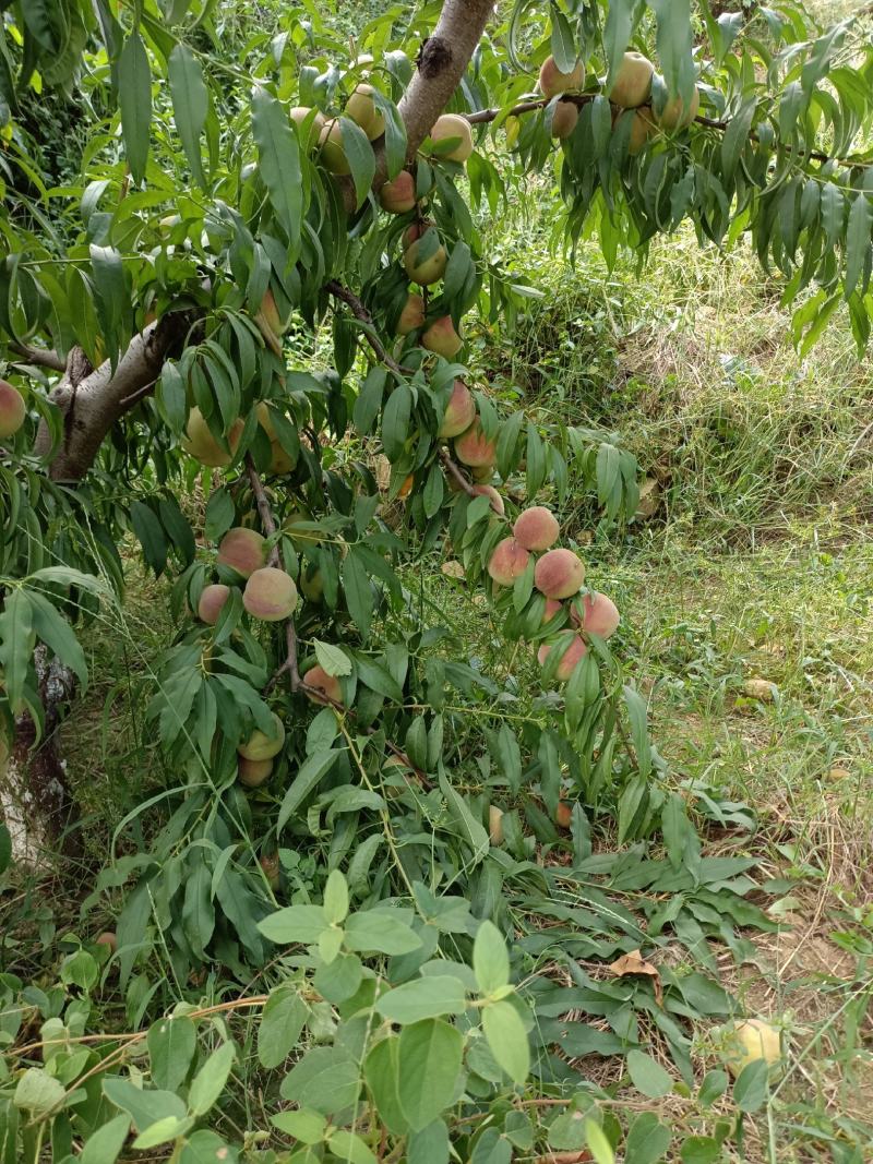 青州蜜，二老板，国庆红，小红桃，香冬桃，月圆脆红