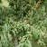 青州蜜，二老板，国庆红，小红桃，香冬桃，月圆脆红