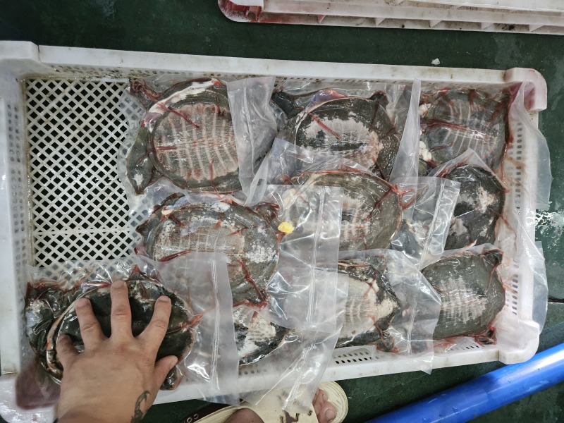 冰鲜开肚甲鱼.长期供货，规格齐全，量大从优