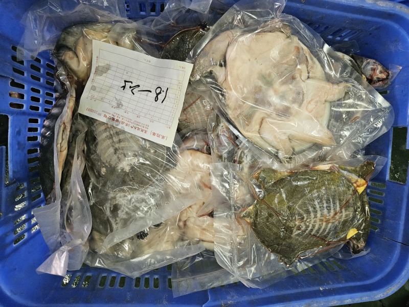 冰鲜开肚甲鱼.长期供货，规格齐全，量大从优