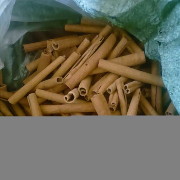 大量现货广西容县肉桂，欢迎咨询