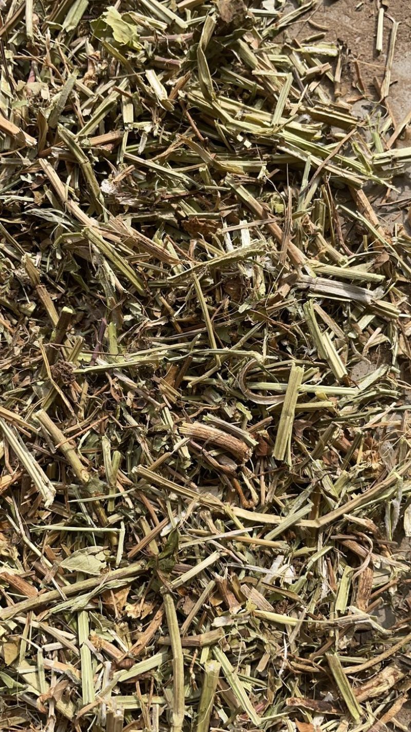 花生秧子牛羊草料质量保证，无霉变，无坏，可视频看货