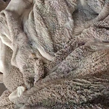 生牛肚
