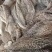 生牛肚