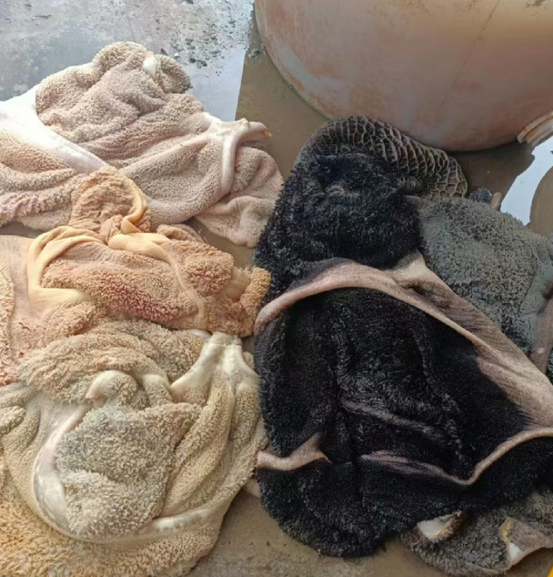 生牛肚