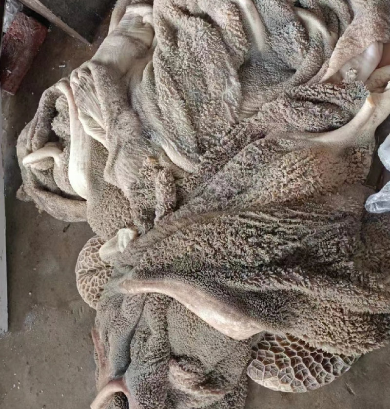 生牛肚