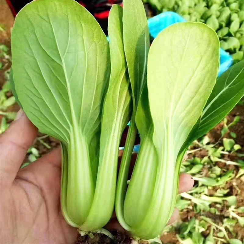 夏奈尔鸡毛菜种子耐热上海青速生四季小青菜种籽孑青梗高杆