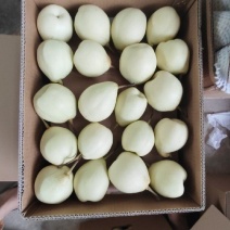 【推荐】河北鸭梨一手货源供应市场商超电商量大价优