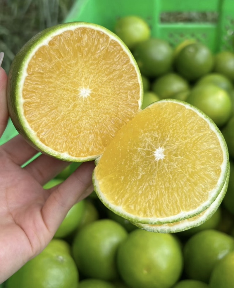 云南玉溪冰糖橙【现摘现发】一手货源，可视频看货