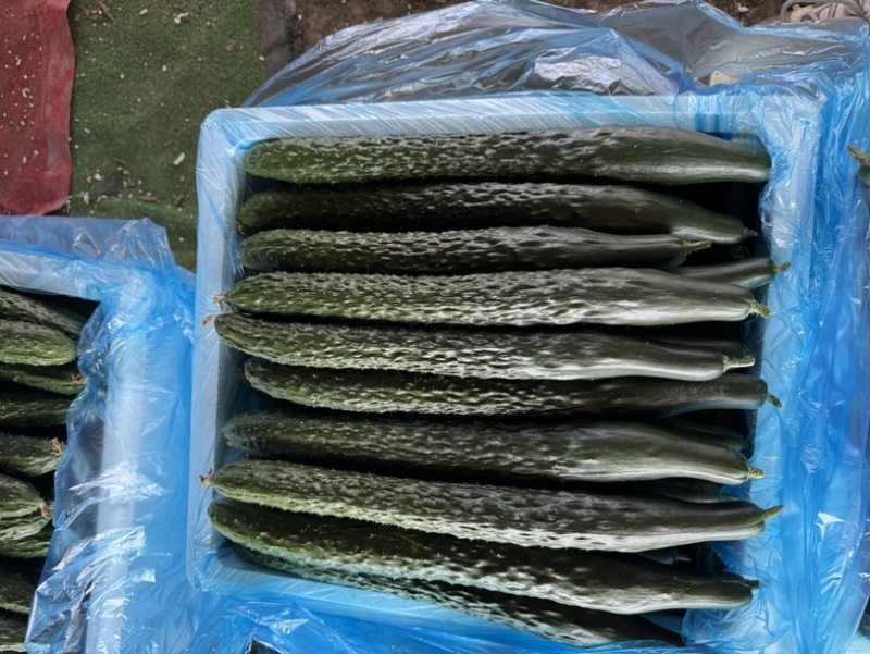 精品黄瓜密刺黄瓜基地货源，全国供应