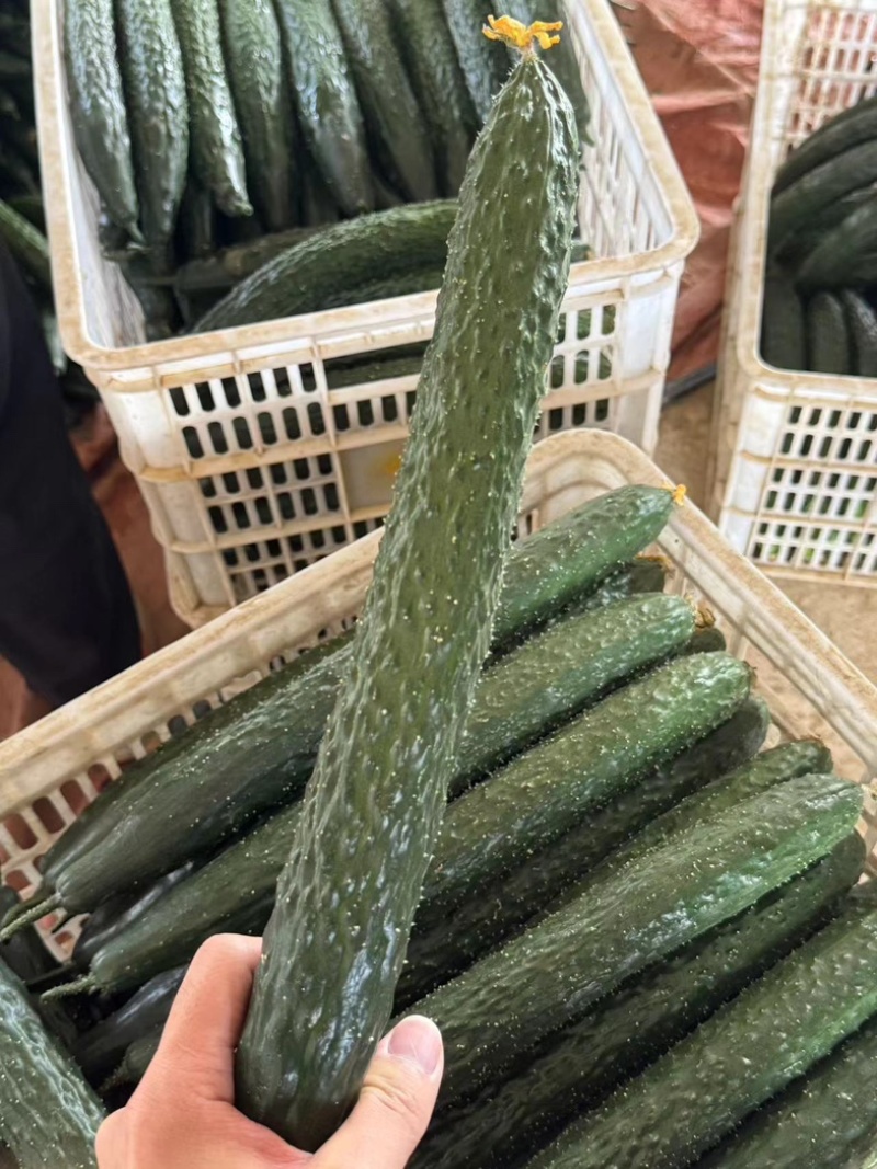 精品黄瓜密刺黄瓜基地货源，全国供应