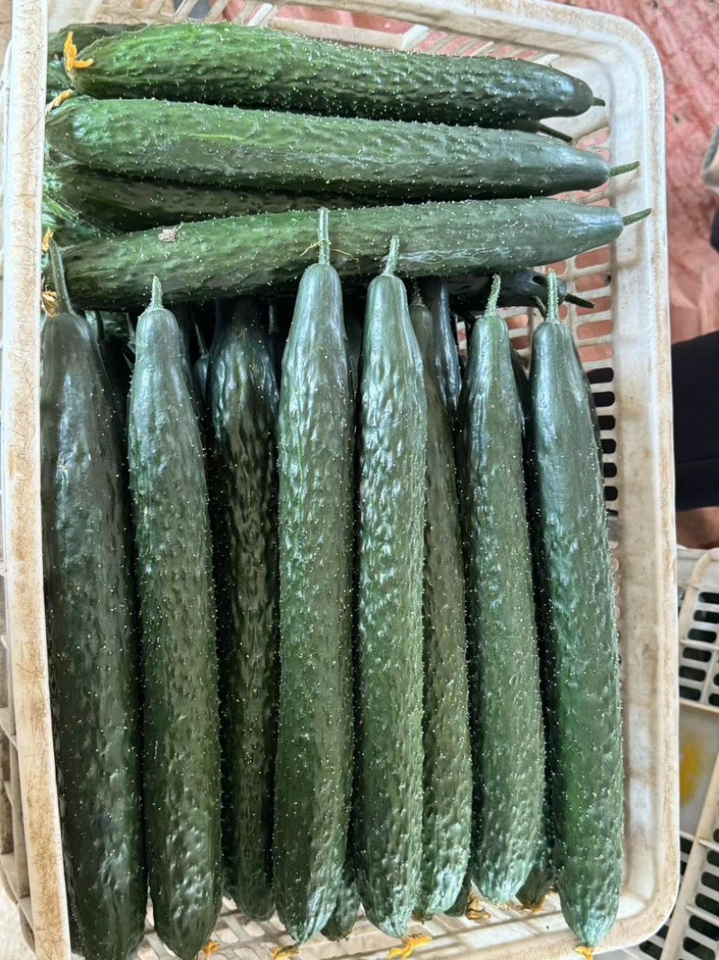 精品黄瓜密刺黄瓜基地货源，全国供应