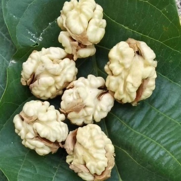 新疆阿克苏185纸皮核桃大量供应