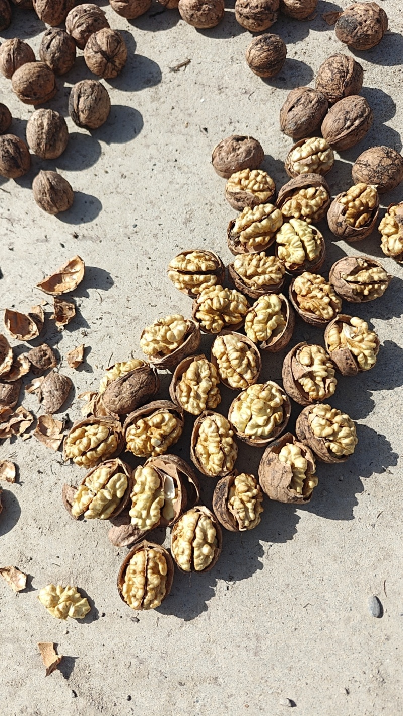 新疆阿克苏185纸皮核桃大量供应