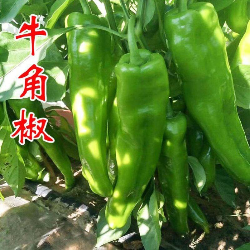 鼎优8号大果粗牛角椒种子早熟皮薄微辣肉脆无渣高产抗病耐寒