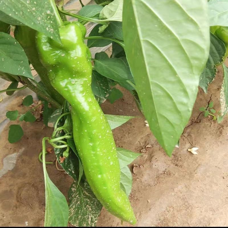 鼎优8号大果粗牛角椒种子早熟皮薄微辣肉脆无渣高产抗病耐寒
